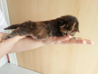 /album/c-alom1/a20130413-140600-jpg/