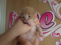 /album/caramello/a20130413-135739-jpg1/