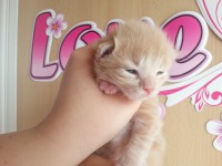 /album/caramello/a20130413-135751-jpg1/