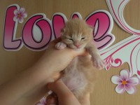 /album/caramello/a20130413-135810-jpg1/