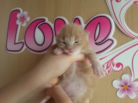 /album/caramello/a20130413-135812-jpg1/