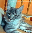 /album/fife-hu-beloved-dreamcoon-ivanhoe/img-9454-jpg/