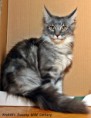 /album/fife-hu-beloved-dreamcoon-ivanhoe/img-9395-jpg/