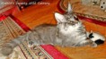 /album/fife-hu-beloved-dreamcoon-ivanhoe/img-9374-jpg/