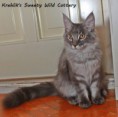 /album/fife-hu-beloved-dreamcoon-ivanhoe/img-9363-jpg/