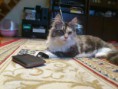 /album/dancing-cat-olimpia/dsc-0145-jpg/