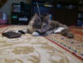 /album/dancing-cat-olimpia/dsc-0147-jpg/