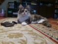 /album/dancing-cat-olimpia/dsc-0149-jpg/