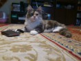 /album/dancing-cat-olimpia/dsc-0150-jpg/