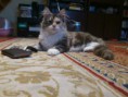 /album/dancing-cat-olimpia/dsc-0151-jpg/