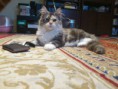 /album/dancing-cat-olimpia/dsc-0152-jpg/