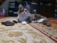 /album/dancing-cat-olimpia/dsc-0153-jpg/