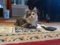 /album/dancing-cat-olimpia/dsc-0154-jpg/