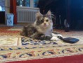 /album/dancing-cat-olimpia/dsc-0155-jpg1/