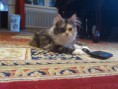 /album/dancing-cat-olimpia/dsc-0156-jpg/