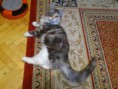 /album/dancing-cat-olimpia/dsc-0196-jpg/