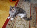 /album/dancing-cat-olimpia/dsc-0198-jpg/